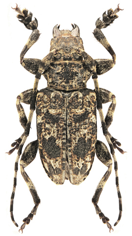 Aegomorphus francottei